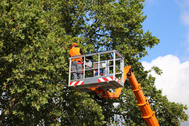 How Our Tree Care Process Works  in Bloomfield Hills, MI